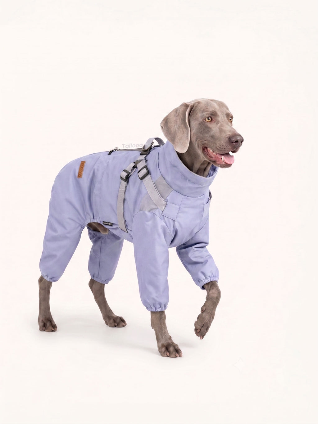 Weimaraner walking in a lavender dog walking coat with adjustable harness and reflective straps