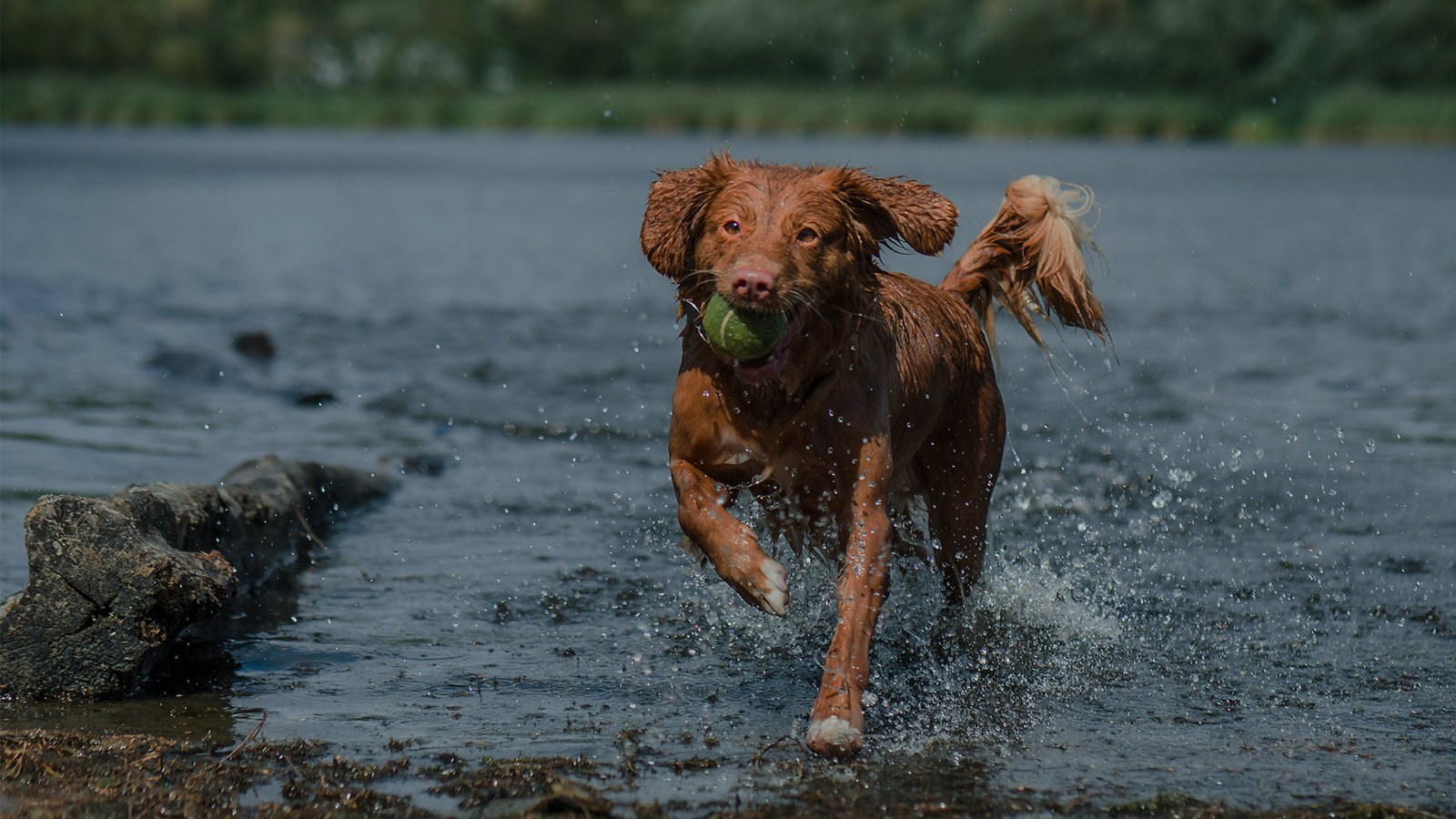 Nova Scotia Duck Tolling Retriever playing fetch with a durable floating dog chew toy in the lake, perfect for water-loving dogs.