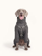 Weimaraner wearing a padded dog coat with built-in harness, comfortable and functional dog apparel for cold weather walks.