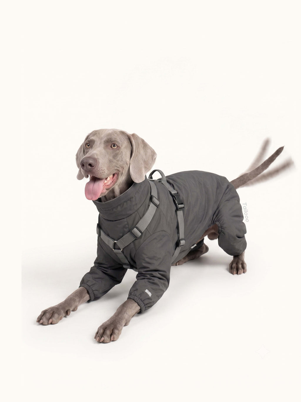 Weimaraner dog playing in a waterproof dog rain coat, showcasing durable, windproof dog apparel for rainy weather.