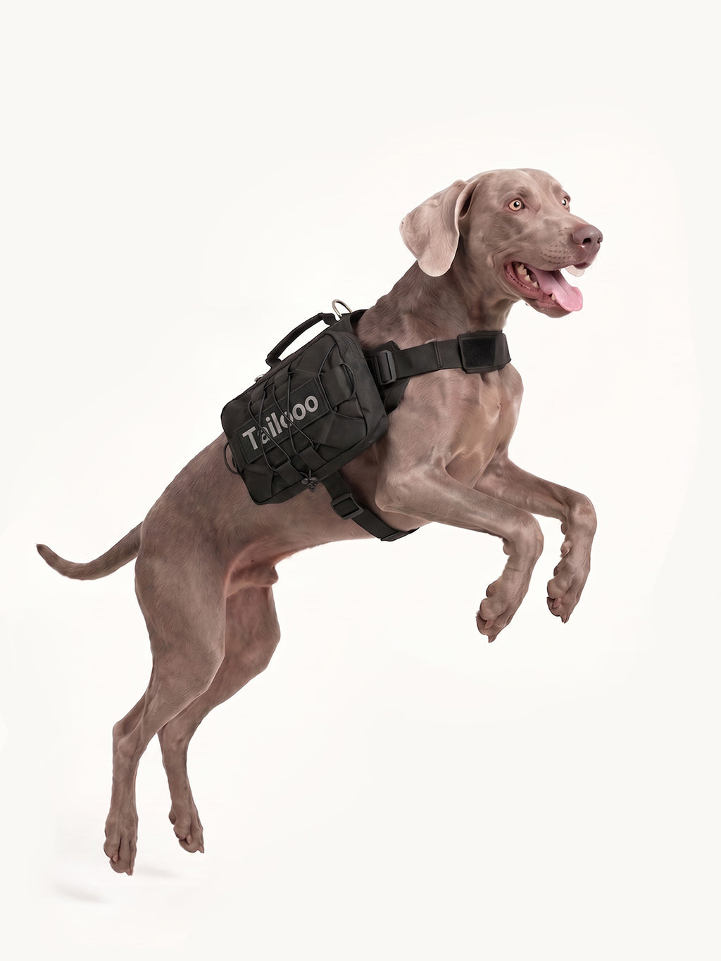 Weimaraner jumping with a durable tactical dog pack, a secure and adjustable dog hiking pack for active dogs.