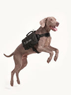 Weimaraner jumping with a durable tactical dog pack, a secure and adjustable dog hiking pack for active dogs.