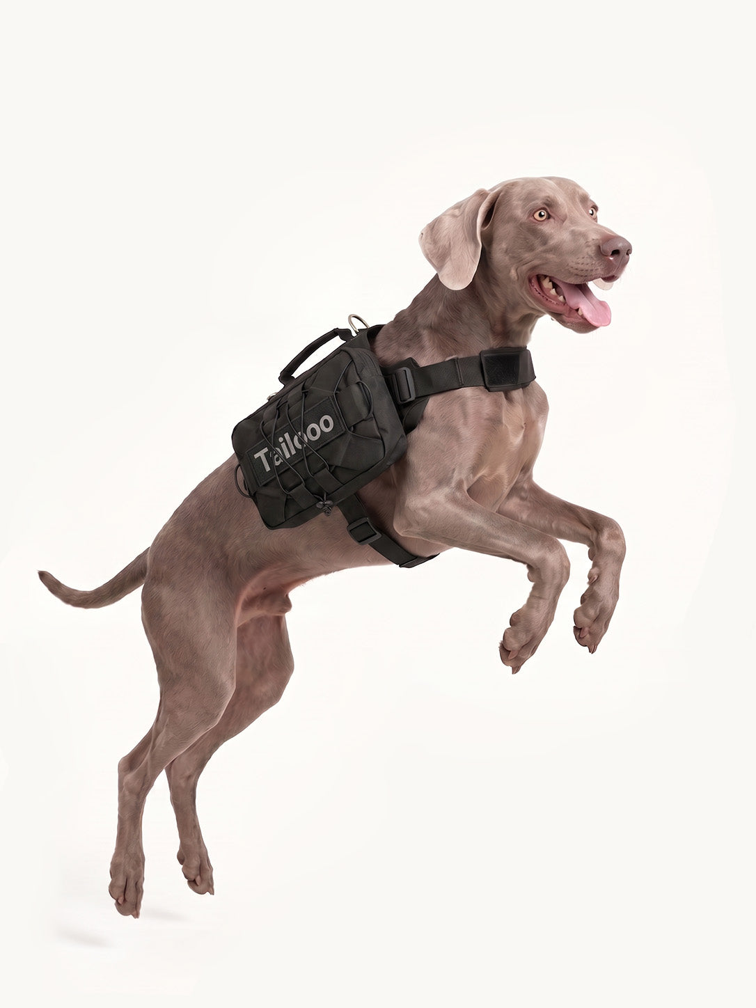 Weimaraner jumping with a durable tactical dog pack, a secure and adjustable dog hiking pack for active dogs.