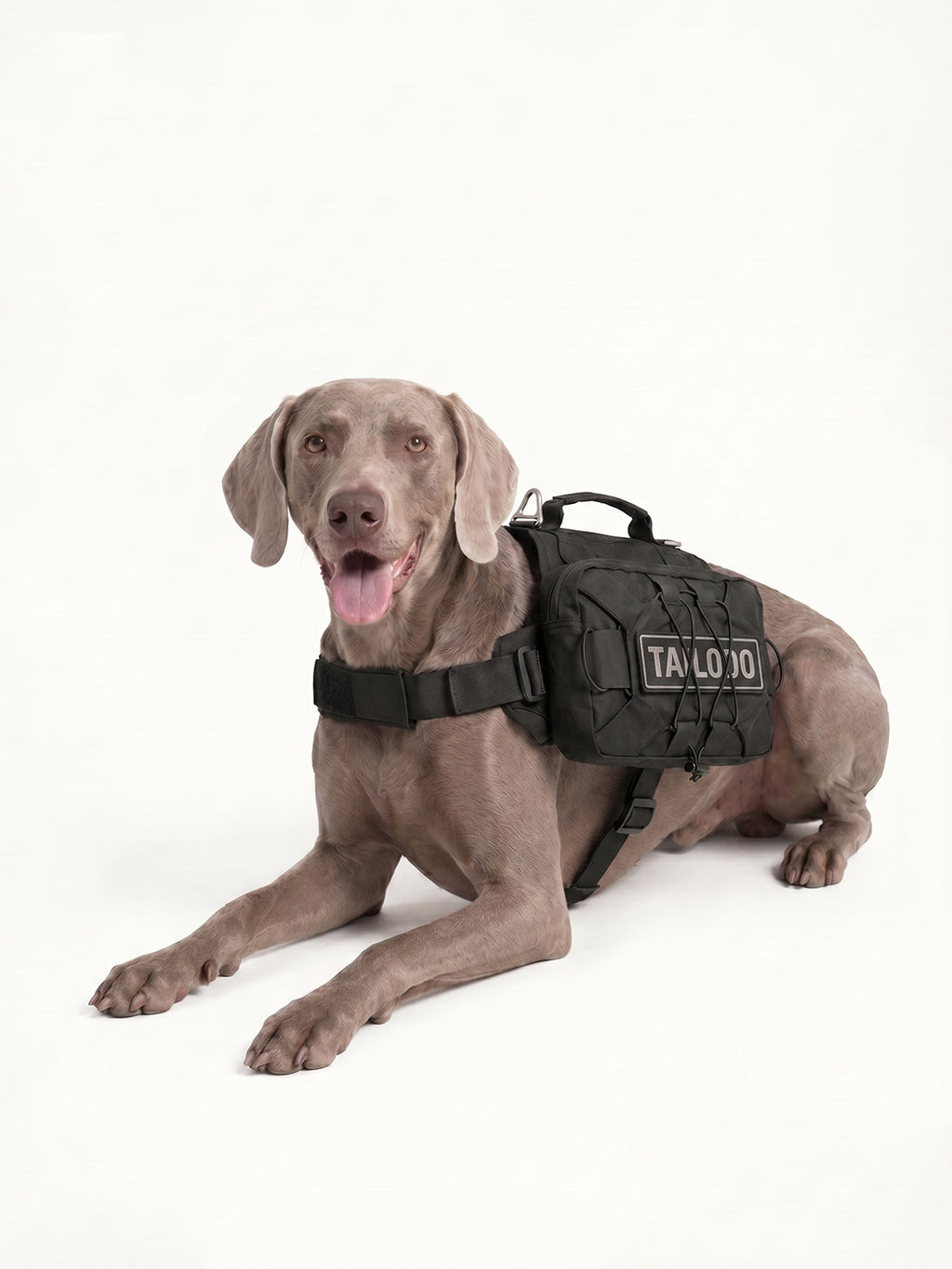 Weimaraner resting with a comfortable dog pack, a padded dog hiking pack designed for all-day wear on trails.