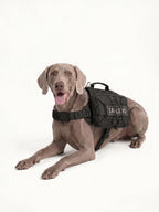 Weimaraner resting with a comfortable dog pack, a padded dog hiking pack designed for all-day wear on trails.