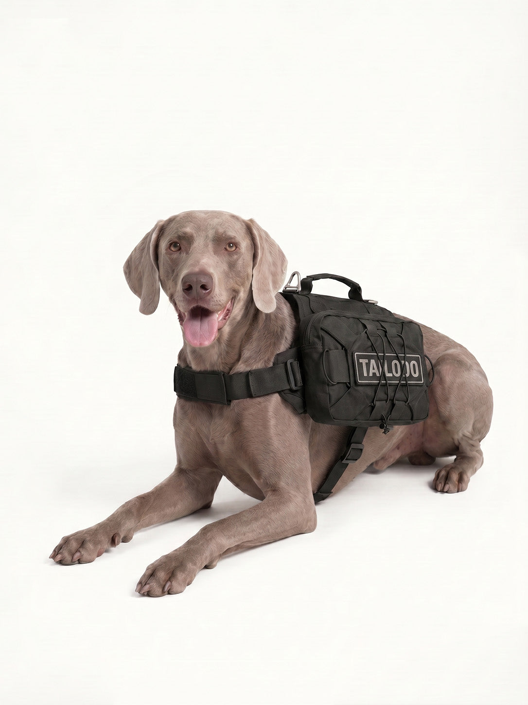 Weimaraner resting with a comfortable dog pack, a padded dog hiking pack designed for all-day wear on trails.