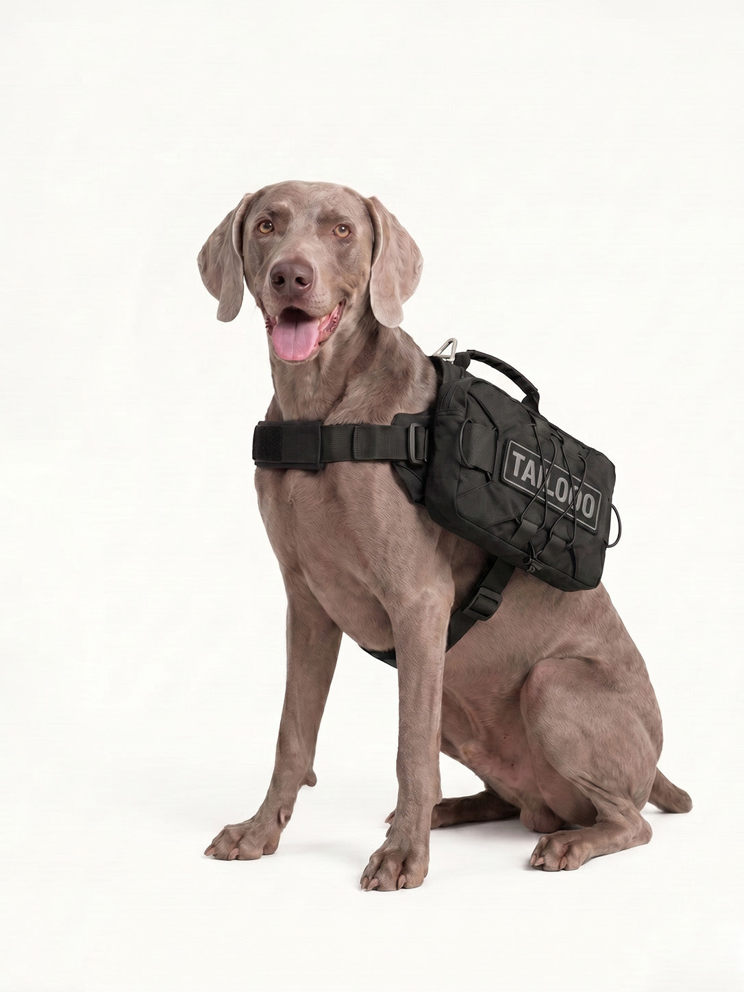 Weimaraner sitting with an adjustable dog pack, a versatile dog hiking pack with multiple pockets for gear.