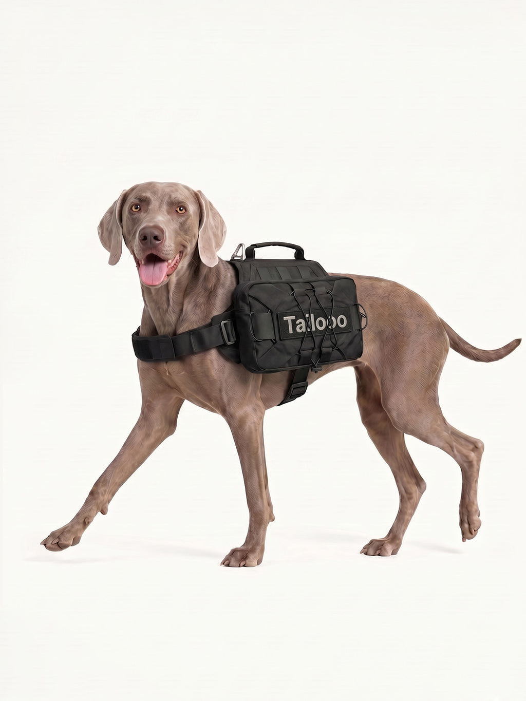 Weimaraner walking with a black tactical dog pack, a water-resistant dog hiking pack built for rugged trails.