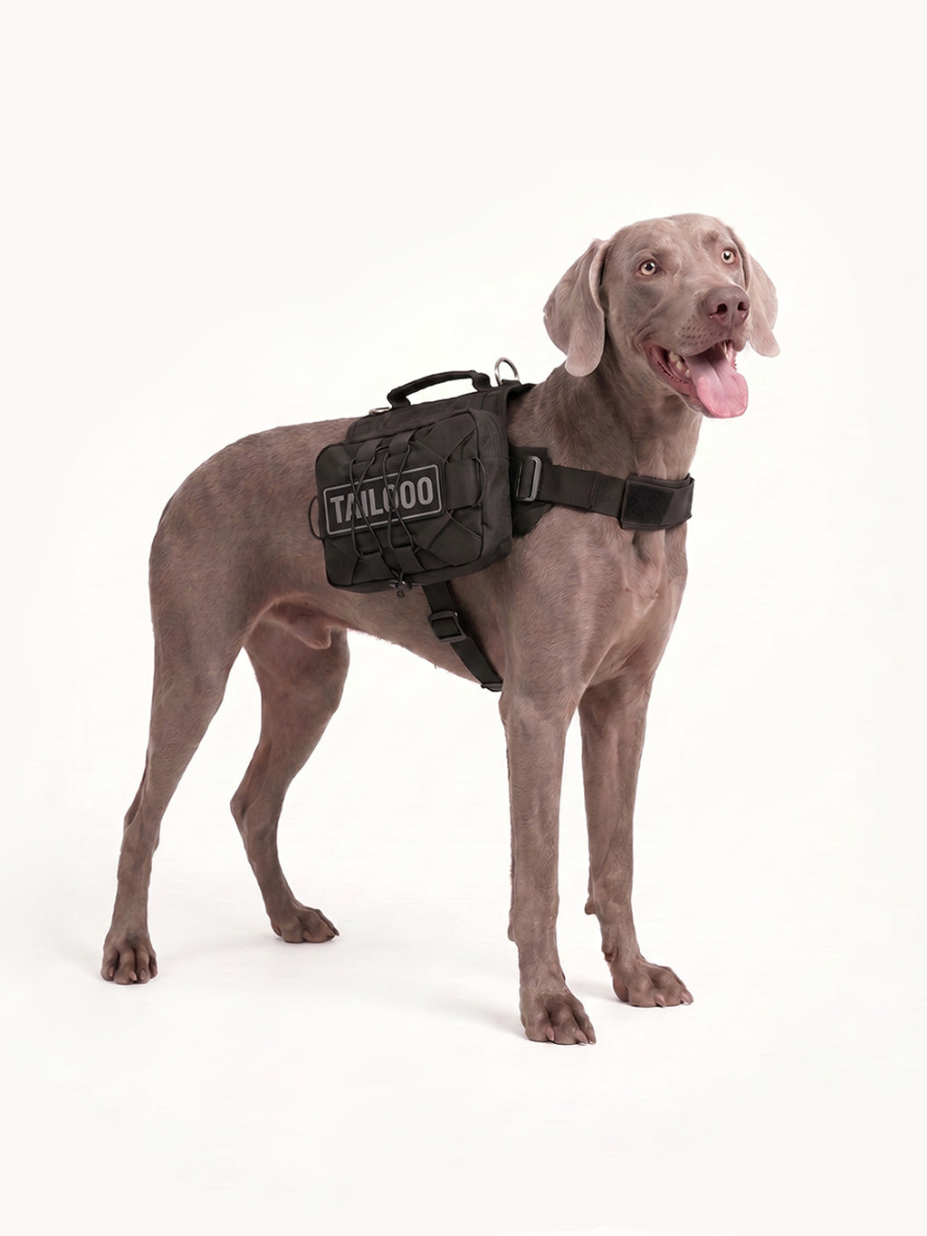 Weimaraner standing comfortably with a black dog pack, a lightweight dog hiking pack for daily walks and trail adventures.