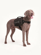 Weimaraner standing comfortably with a black dog pack, a lightweight dog hiking pack for daily walks and trail adventures.