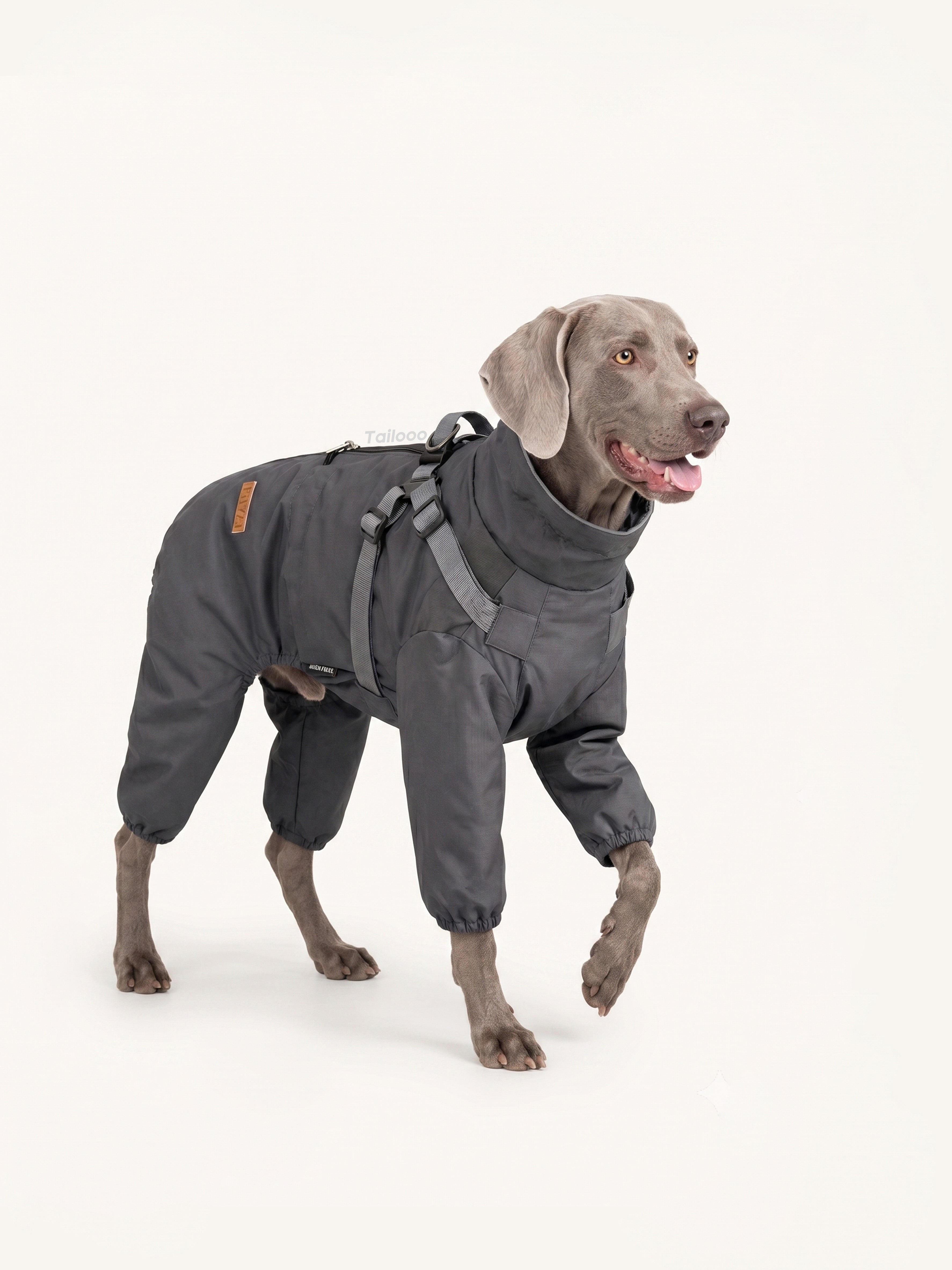 Weimaraner walking in a full-body dog rain coat, windproof and water-resistant dog apparel for outdoor adventures.