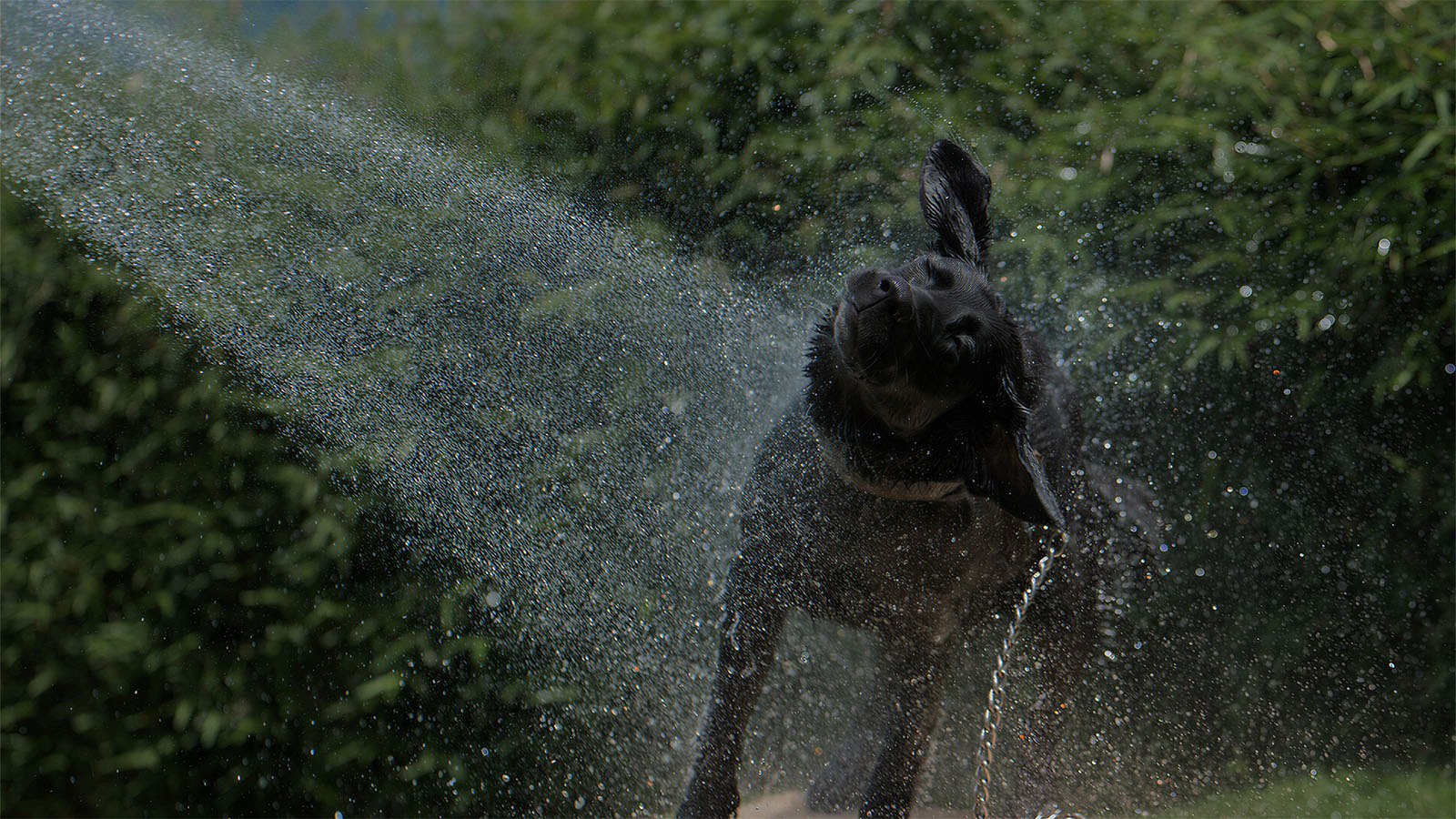 Black dog shaking off water after bath, showing the messy reality of dog grooming and why waterproof grooming supplies are essential.