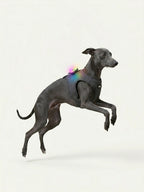 Whippet jumping with a colorful LED dog light on its harness, a bright dog light for night walking that stays securely attached.