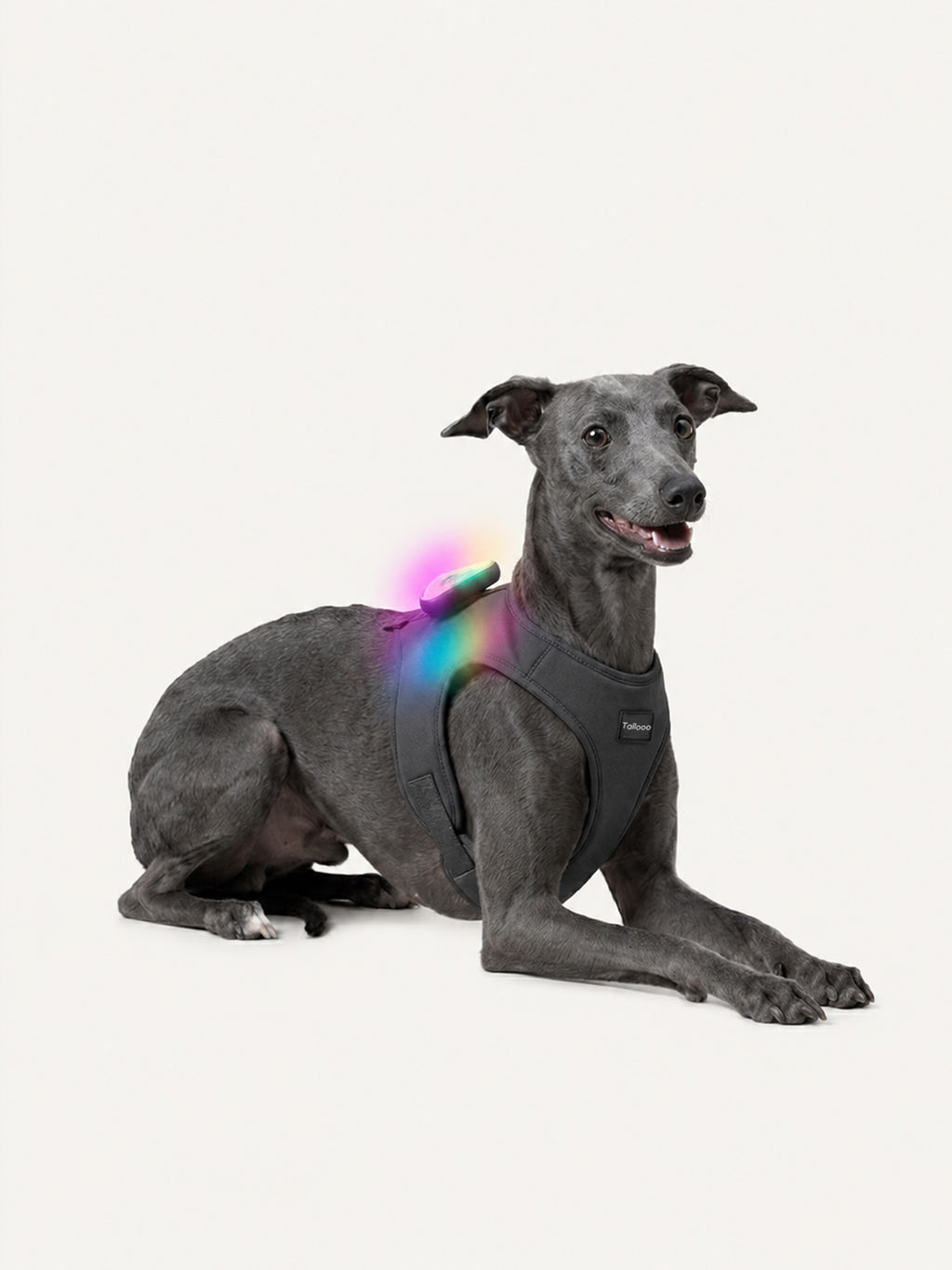 Whippet lying down with a rechargeable LED dog light on its harness, a long-lasting dog collar light for night walks.