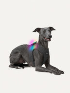 Whippet lying down with a rechargeable LED dog light on its harness, a long-lasting dog collar light for night walks.