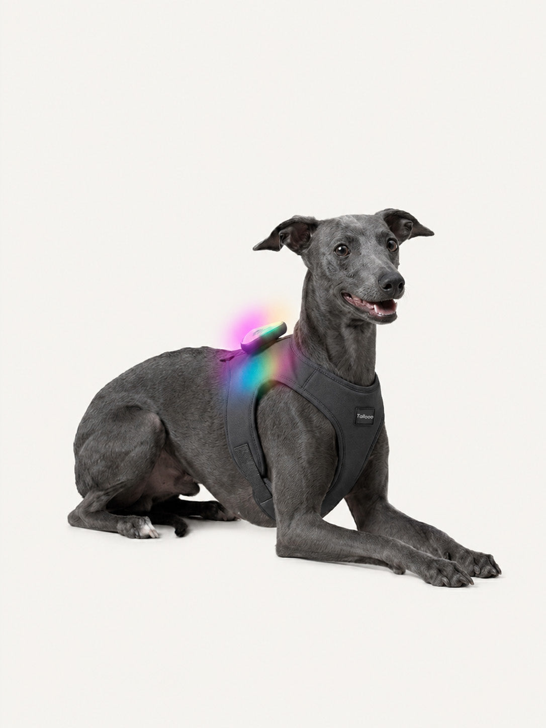 Whippet lying down with a rechargeable LED dog light on its harness, a long-lasting dog collar light for night walks.