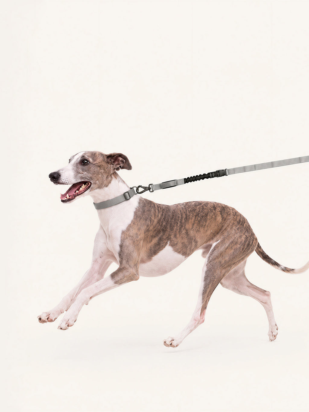 Whippet running with a multifunctional long dog lead featuring bungee shock absorption, designed to reduce pulling force and protect both dog and owner from sudden jerks during walks or runs.