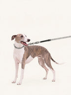 Whippet standing with a multifunctional long dog lead featuring bungee shock absorption, designed to reduce pulling force for safe and comfortable walks with active dogs.