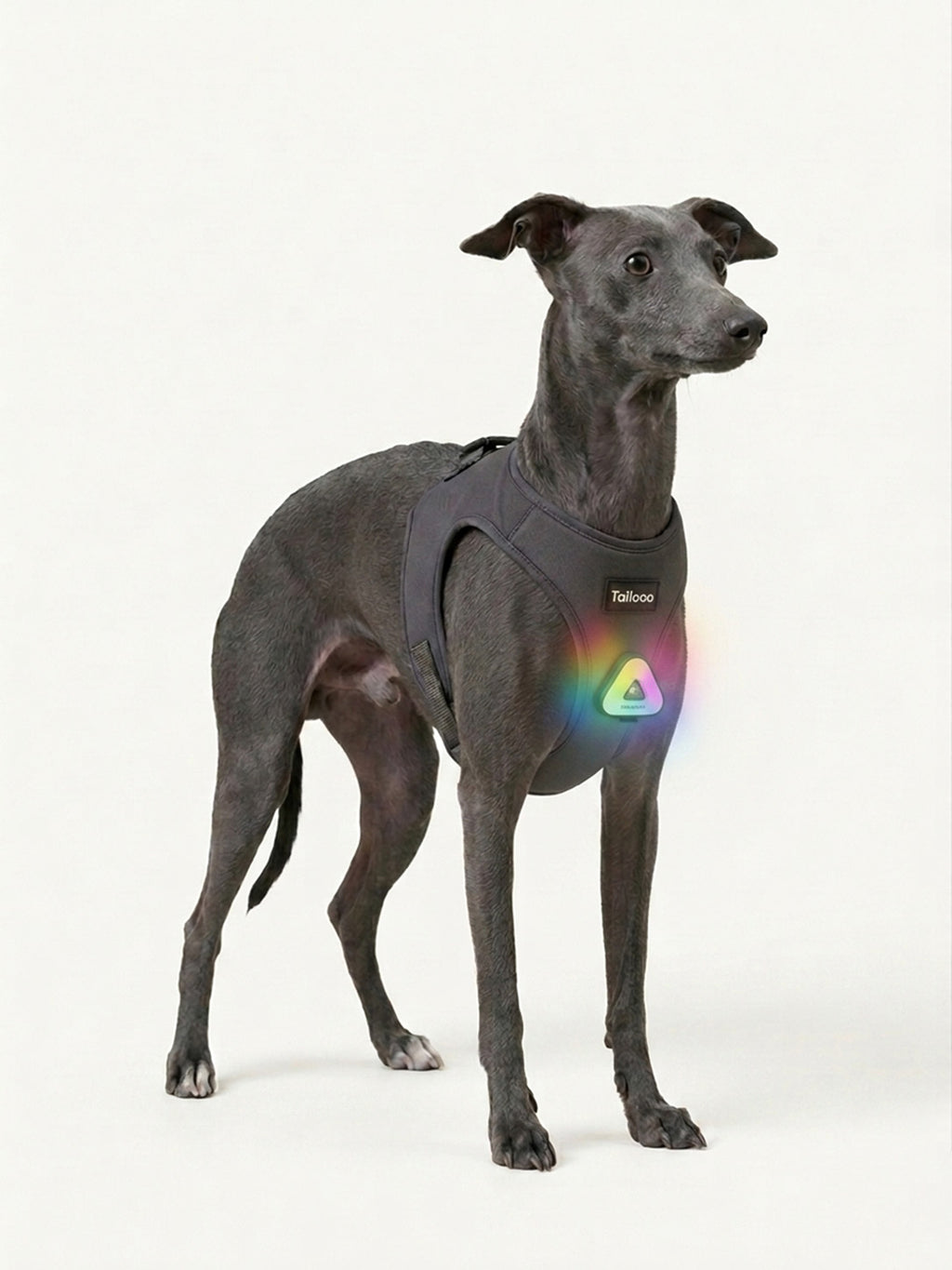 Whippet standing with a glowing LED dog light attached to its harness, a weatherproof dog light for night walking adventures.