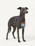 Whippet standing with a glowing LED dog light attached to its harness, a weatherproof dog light for night walking adventures.