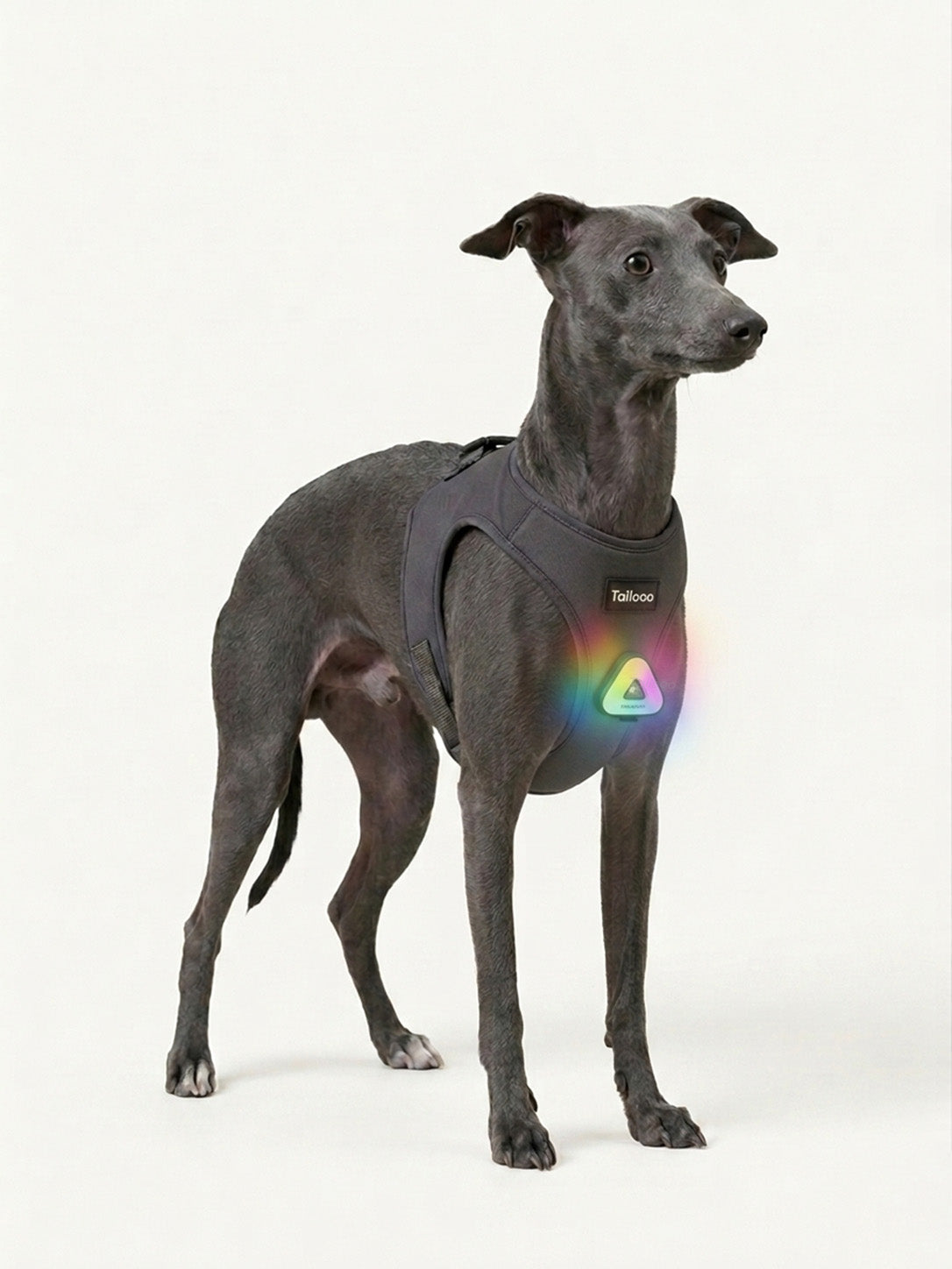 Whippet standing with a glowing LED dog light attached to its harness, a weatherproof dog light for night walking adventures.