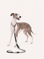 Whippet standing with a multifunctional long dog lead, featuring a bungee shock absorber, adjustable waist clip, and padded handle for versatile walking, running, and hands-free use.
