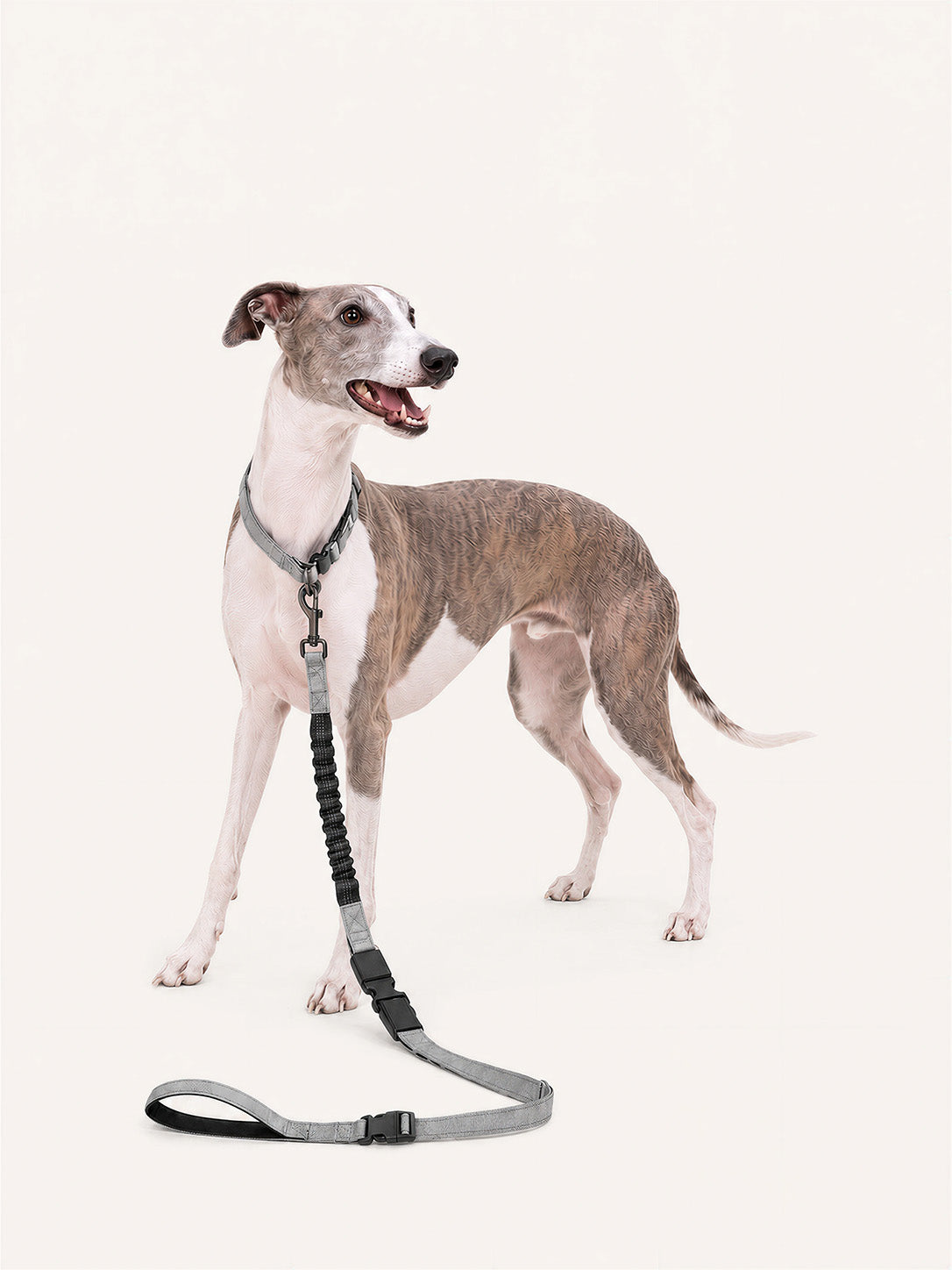 Whippet standing with a multifunctional long dog lead, featuring a bungee shock absorber, adjustable waist clip, and padded handle for versatile walking, running, and hands-free use.