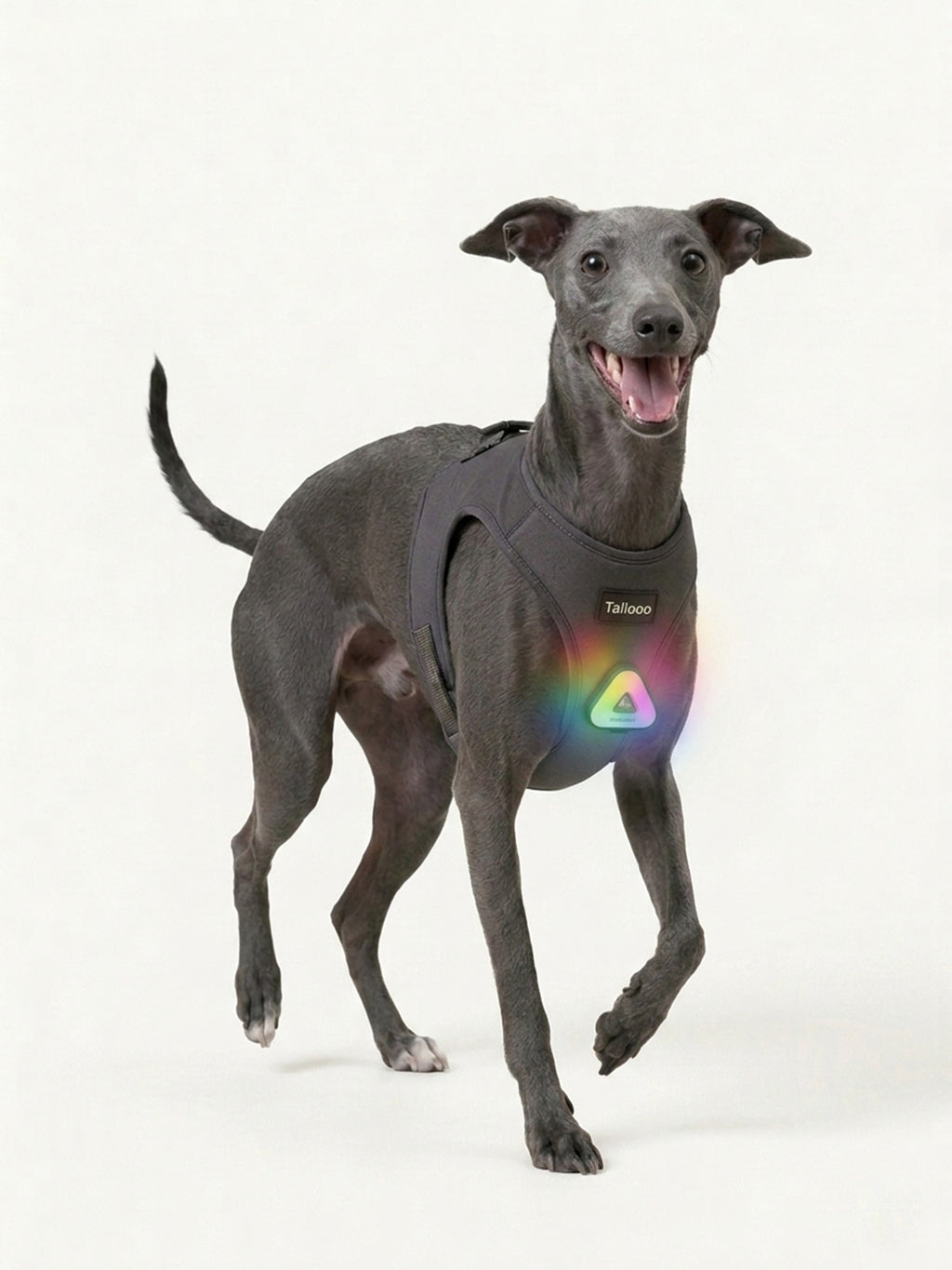 Whippet walking with a colorful LED dog light on its harness, a lightweight dog light for night walking to keep pets safe.