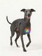 Whippet walking with a colorful LED dog light on its harness, a lightweight dog light for night walking to keep pets safe.