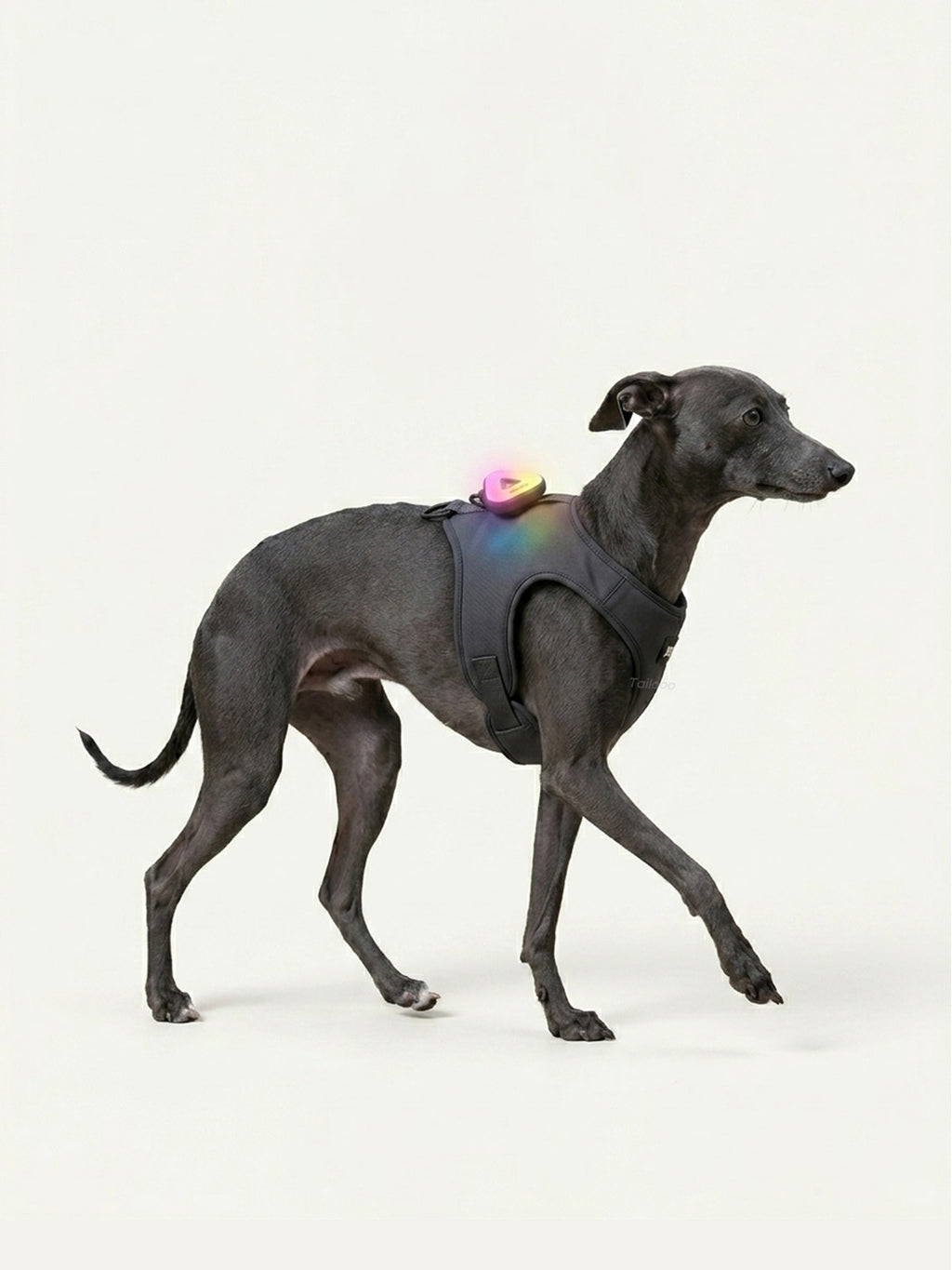 Whippet walking with a colorful LED dog light attached to its harness, a bright dog collar light for night walking safety.