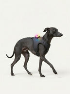 Whippet walking with a colorful LED dog light attached to its harness, a bright dog collar light for night walking safety.