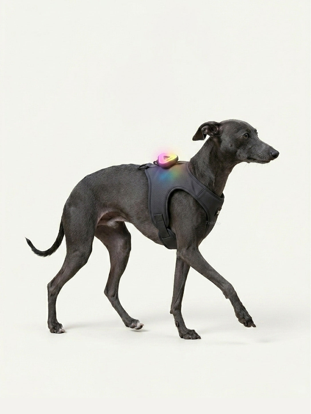 Whippet walking with a colorful LED dog light attached to its harness, a bright dog collar light for night walking safety.