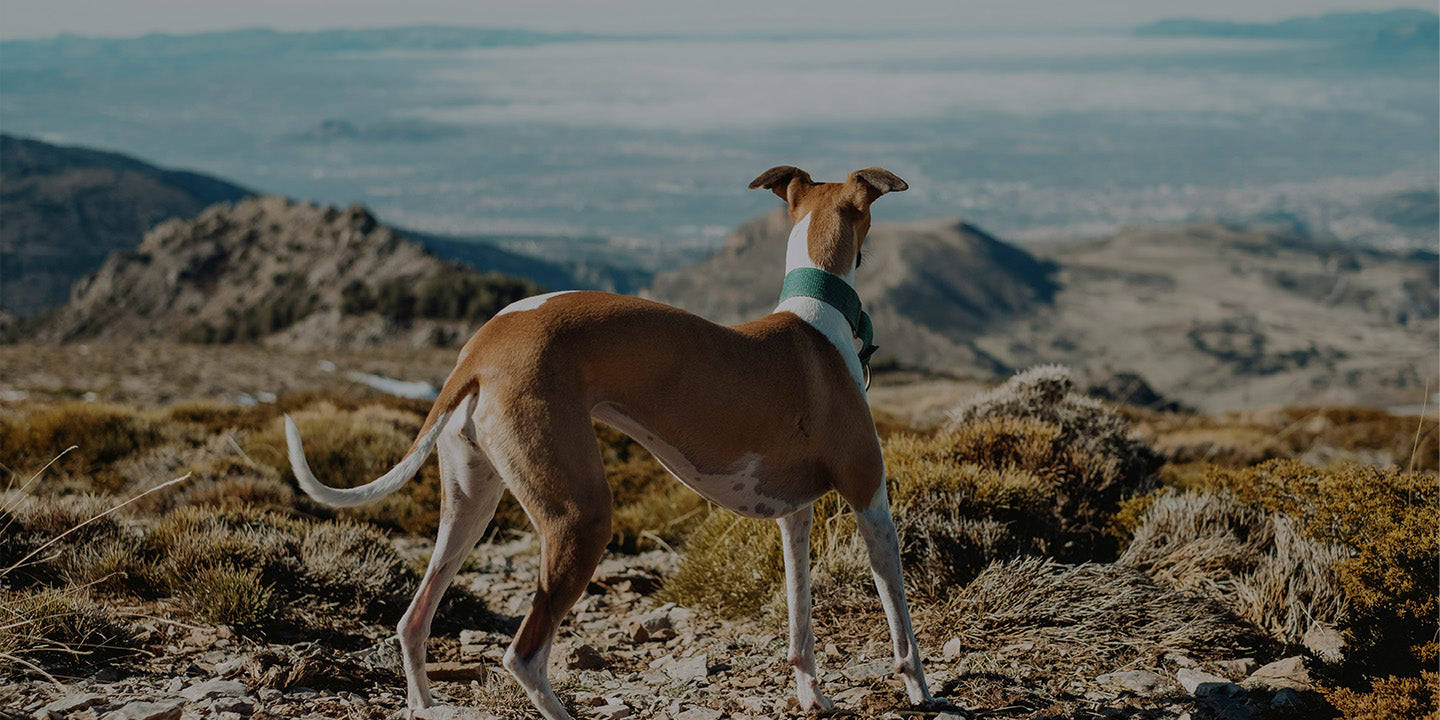 A whippet wearing a green collar standing on a mountain summit, overlooking a vast valley, showcasing the spirit of outdoor dog adventure.